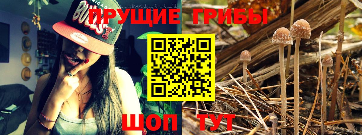 Кашира  Галлюциногенные грибы MAGIC MUSHROOMS  Вход с VPN 